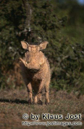 Warthog/Warzenschwein<br/Phacochoerus africanus        Warthog in the Bush            