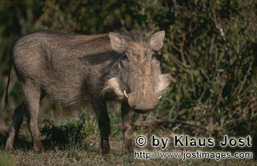 Warthog/Warzenschwein     Phacochoerus africanus          Warzenschwein kommt aus dem Busc