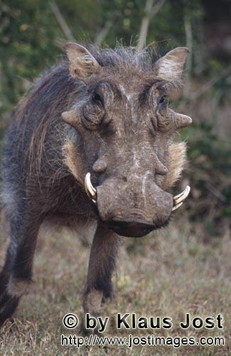 Warthog/Phacochoerus africanus        Rustic-looking warthog            