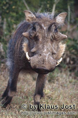 Warthog/Phacochoerus africanus        Impressive warthog                