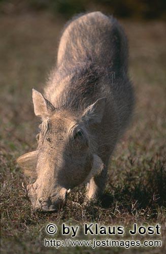 Warthog/Warzenschwein     Phacochoerus africanus          Die Graeser schmecken dem Warzen
