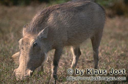 Warthog/Warzenschwein/Phacochoerus africanus        Warthog looks for grass