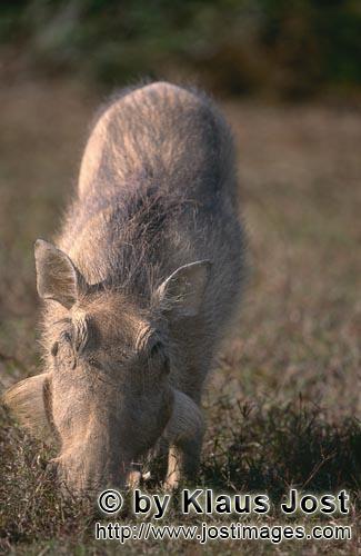 Warthog/Warzenschwein<br/Phacochoerus africanus        Warthog (Phacochoerus africanus)    