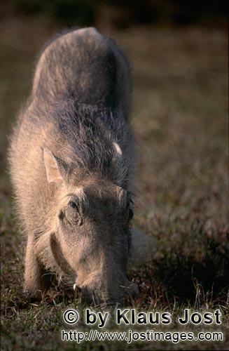 Warthog/Warzenschwein<br/Phacochoerus africanus        The warthog like the colourful grasses      