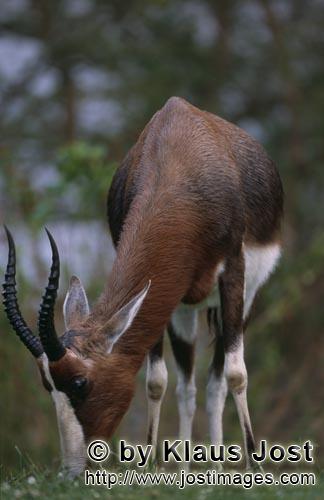 Bontebok/Pied buck/Buntbock/Damaliscus dorcas        Bontebok eats fresh grass        In the Bunt