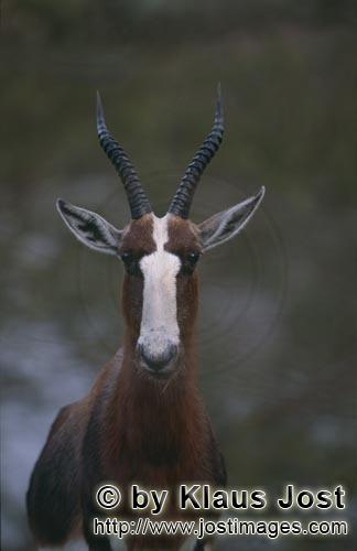Bontebok/Pied buck/Buntbock/Damaliscus dorcas        Bontebok eye contact        In the Buntebok 