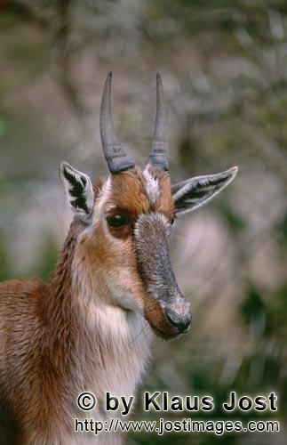 Bontebok/Pied buck/Buntbock/Damaliscus dorcas        The Bontebok {Damaliscus Dorcas}         In the