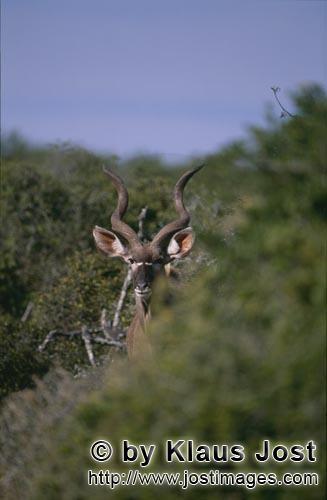 Kudu/Greater Kudu/Tragelaphus strepsiceros        Greater Kudu (Tragelaphus strepsiceros)