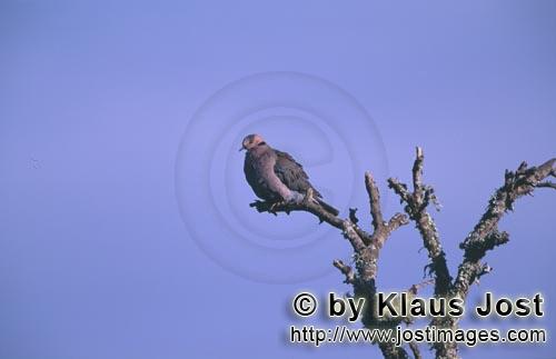 Cape Turtle Dove/Streptopelia capicola        Cape Turtle Dove on a tree        