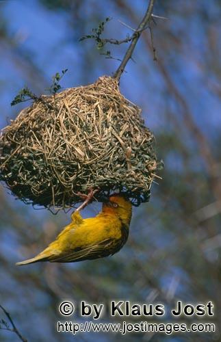 Cape Weaver/Ploceus capensis        Cape Weaver checks his nest        