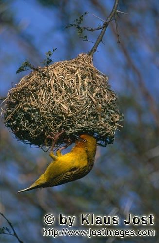 Cape Weaver/Ploceus capensis        Male Cape Weaver in the artful nest building        
