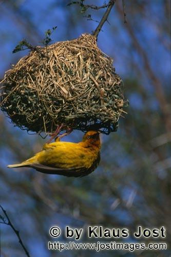 Cape Weaver/Ploceus capensis        Cape Weaver building a nest            