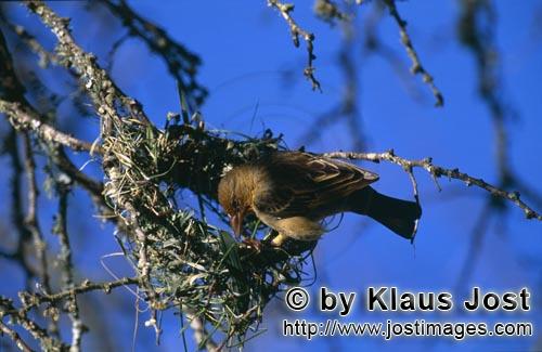 Cape Weaver/Ploceus capensis        Cape weaver begins to build a nest