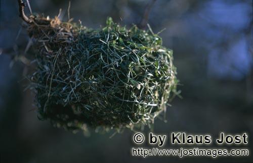 Kap-Webervogel/Cape Weaver/Ploceus capensis        Cape Weaver nest        
