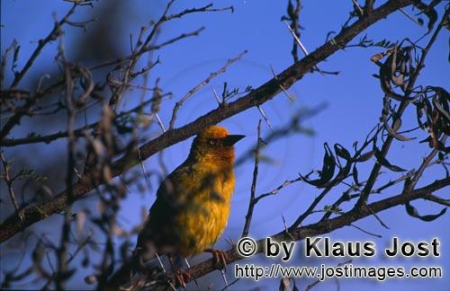 Cape Weaver/Ploceus capensis        Cape Weaver Bird on a branch    