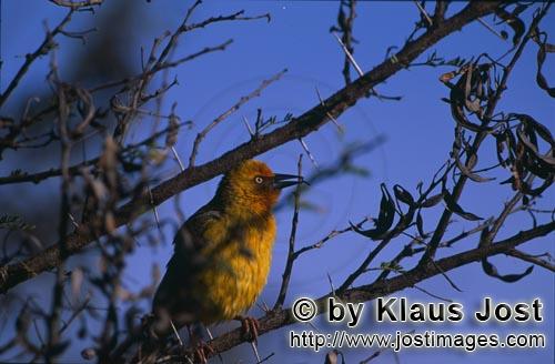 Cape Weaver/Ploceus capensis        Cape Weaver Bird on a tree        