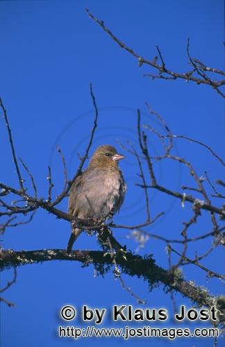 Cape Weaver/Ploceus capensis        Cape Weaver plans its nest    