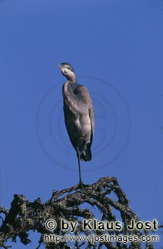 Black-headed Heron/Ardea melanocephala        Black-heaed Heron on the tree    