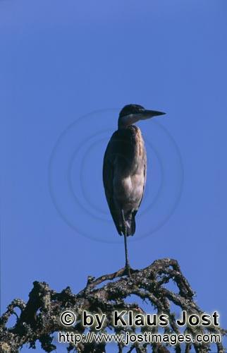 Black-headed Heron/Ardea melanocephala        Black-headed Heron observed his surroundings        