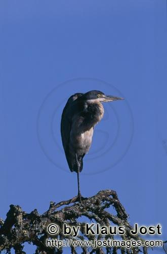 Black-headed Heron/Ardea melanocephala         Motionless Black-headed Heron    