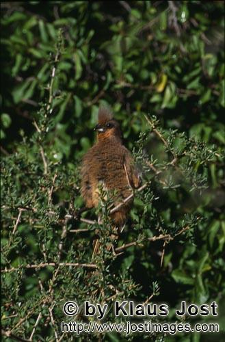 Speckled Mousbird/Colius striatus        Speckled mousbird    