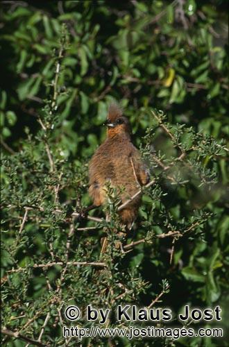 Speckled Mousbird/Colius striatus        Speckled mousbird    