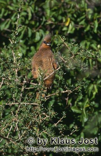 Speckled Mousbird/Schwarzfluegelmausvogel/Colius striatus        Speckled mousbird    