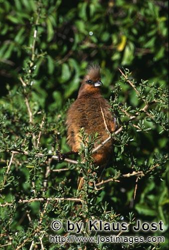 Speckled Mousbird/Schwarzfluegelmausvogel/Colius striatus        Speckled mousbird    