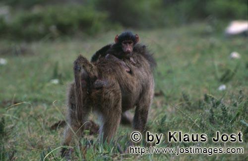 Savanna Baboon/yellow baboon/Papio cynocephalus        Yellow Baboon with baby at the back