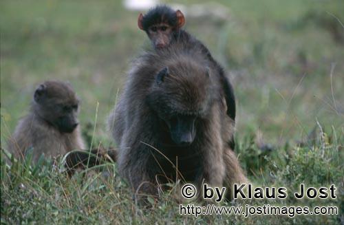 Savanna Baboon/Yellow Baboon/Papio cynocephalus        Savanna Baboon with two young animals