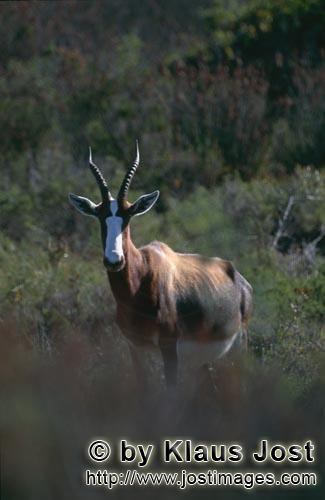 Bontebok/Pied buck/Buntbock/Damaliscus dorcas        Bontebok         In the Buntebok National Pa