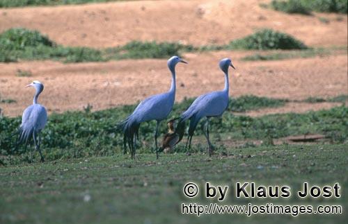 Blue Crane/Anthropoides paradiseus        Blue Crane in open field             