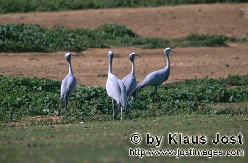 Blue Crane/Anthropoides paradiseus        Blue Cranes on farm ground