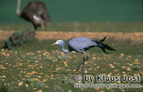 Blue Crane/Anthropoides paradiseus        Blue Crane on stony ground    