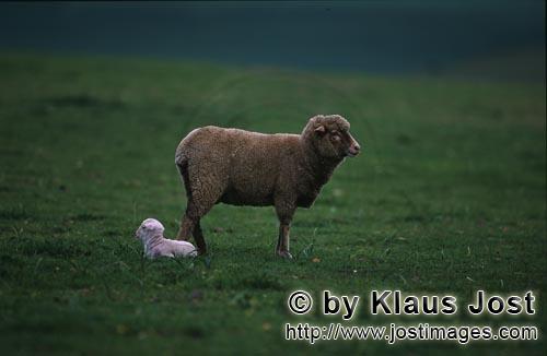 Merino sheep/Merino Schaf        Merino sheep    