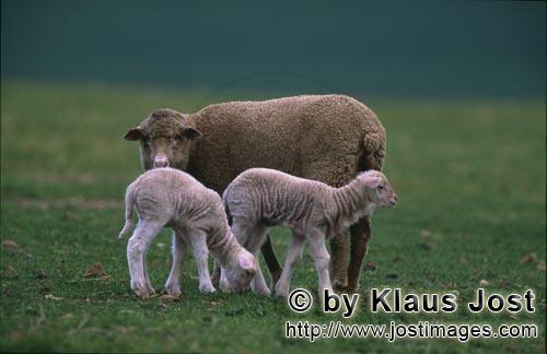 Merino sheep/Merino Schaf        Merino sheep    