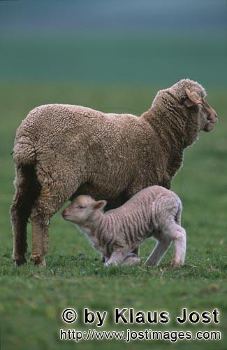 Merino sheep/Merino Schaf        Merino sheep        