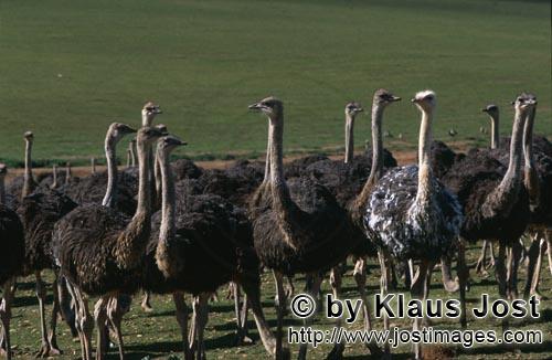 Ostrich/Strauß/Struthio camelus australis        Ostrichs        