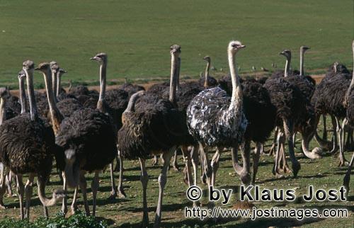 Ostrich/Strauß/Struthio camelus australis        Ostrichs        
