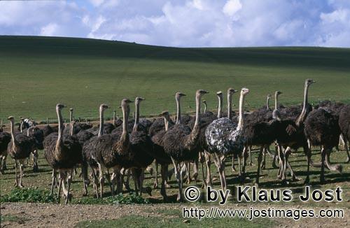 Ostrich/Strauß/Struthio camelus australis        Ostrichs (Struthio camelus australis)        