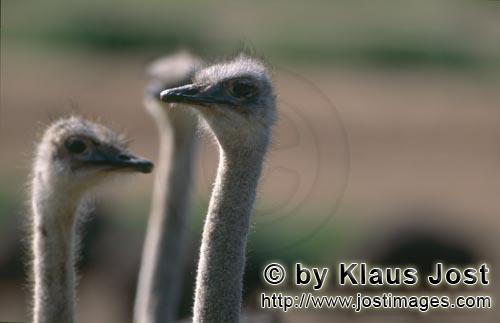 Ostrich/Strauß/Struthio camelus australis        ostrich-meeting        