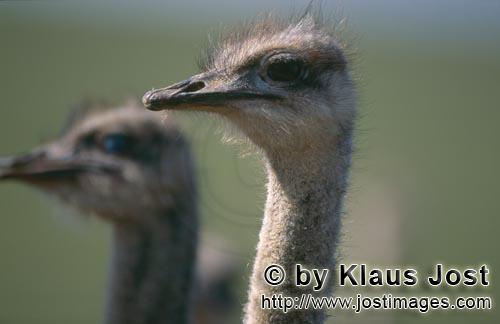 Ostrich/Strauß/Struthio camelus australis        Ostrich 