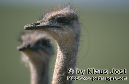 Ostrich/Strauß/Struthio camelus australis        Ostrich