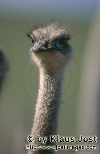 Ostrich/Strauß/Struthio camelus australis        Ostrich Portrait        