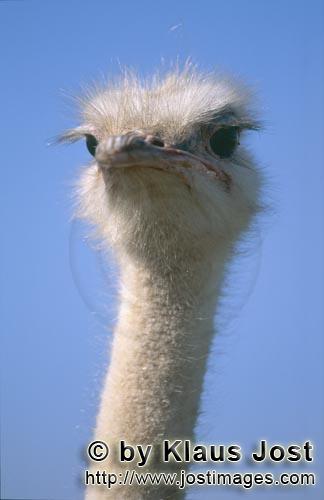 Ostrich/Strauß/Struthio camelus australis        Portrait of an ostrich        
