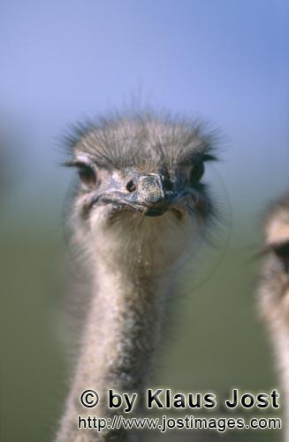 Ostrich/Strauß/Struthio camelus australis        Ostrich Portrait        