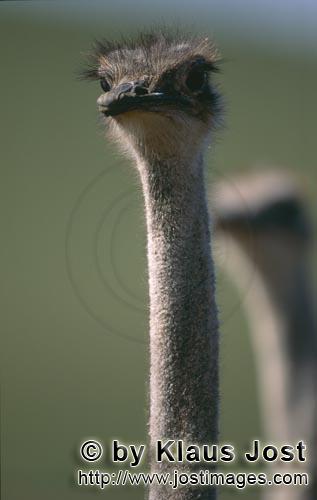 Ostrich/Strauß/Struthio camelus australis        Portrait of an ostrich