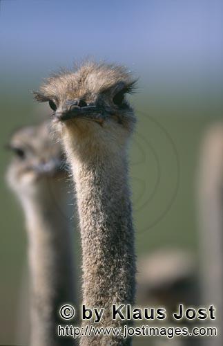 Ostrich/Strauß/Struthio camelus australis        Ostrich Portrait