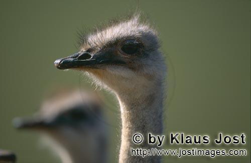 Ostrich/Strauß/Struthio camelus australis        Ostrich Portrait