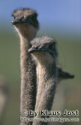 Ostrich/Strauß/Struthio camelus australis        Ostrich portrait        